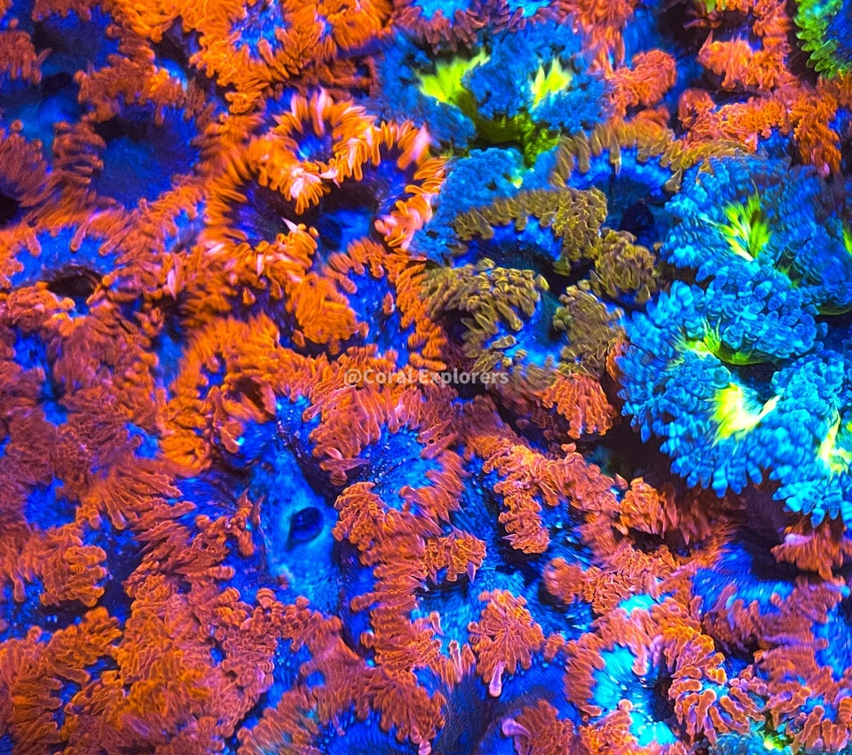 CE- 5 Pack Ultra Rock Flower Anemone - Live Coral Frag RFA LPS SPS #A3