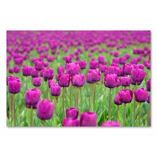 Postereck 0958 Poster Canvas Purple Tulip Field, Tulips Flowers Field Nature Flora