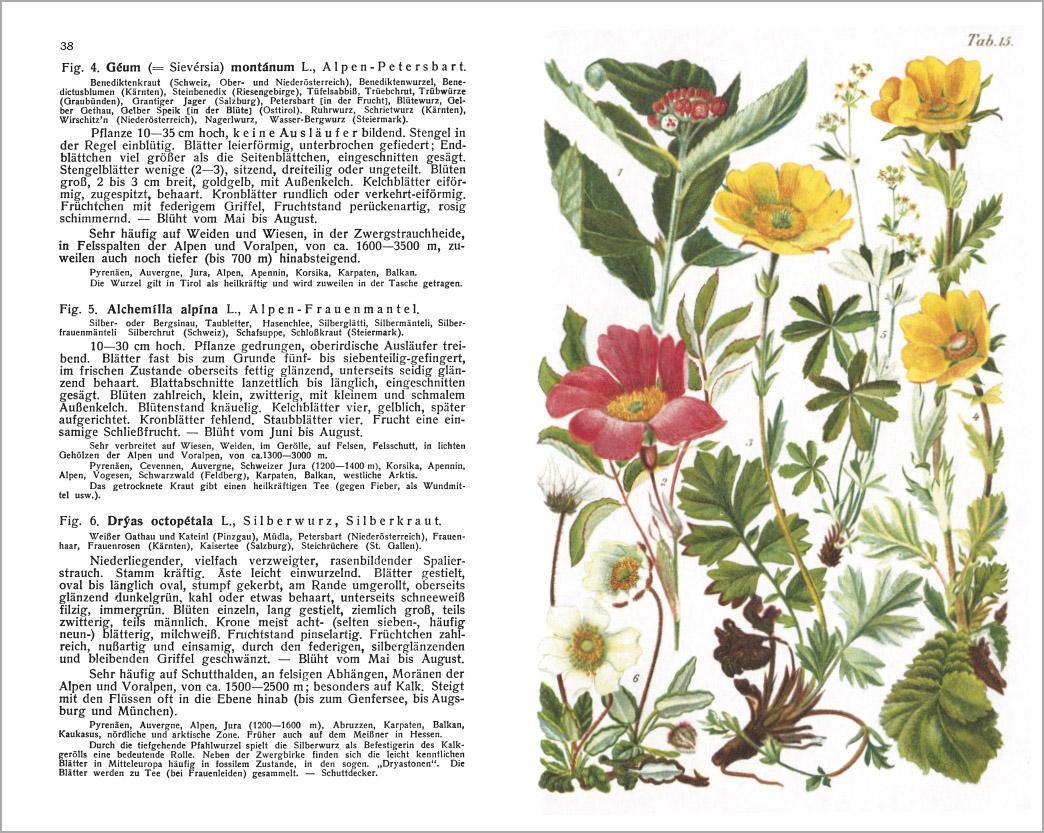 Thumbnail - Alpenflora - Der Erste Umfassende Naturführer Der Alpinen