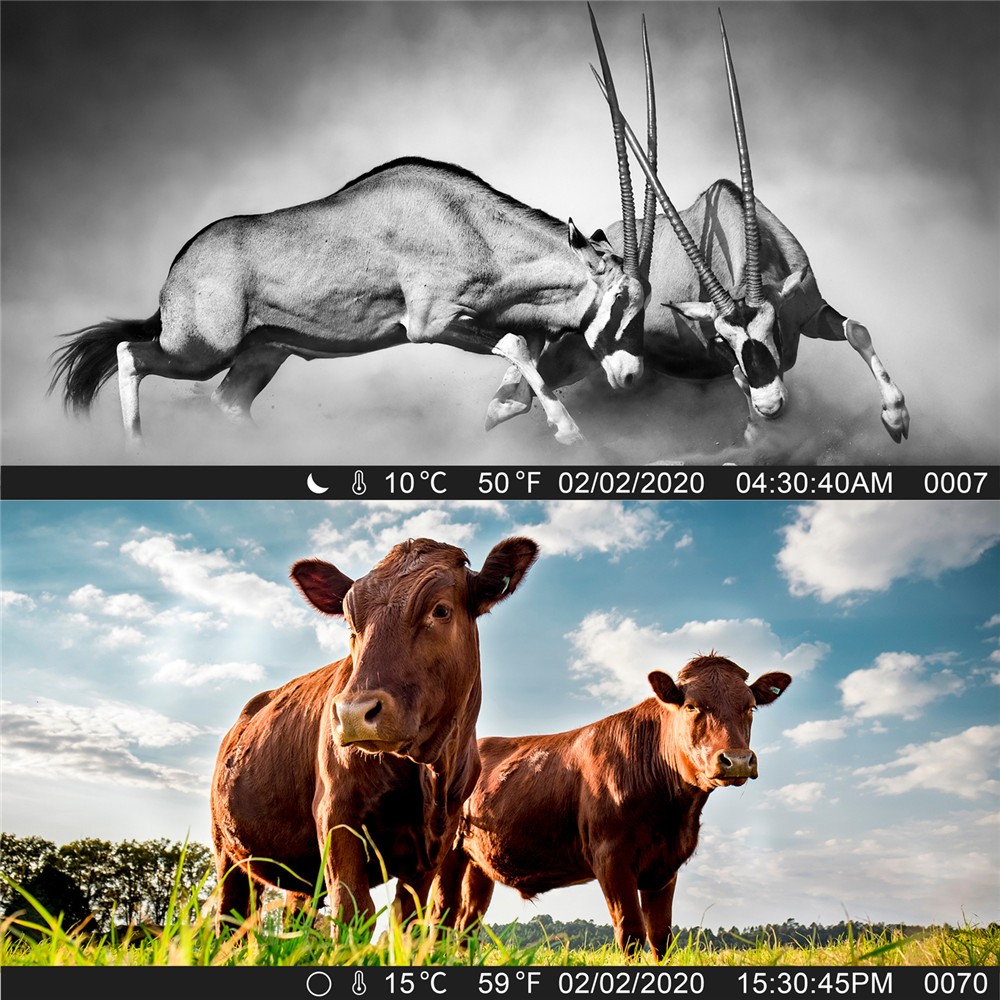 1080P 20MP Trail Camera Wildlife Hunting Game Camera  IR Night Vision Outdoor