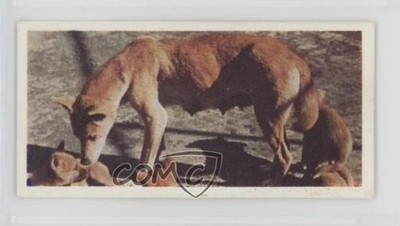 1959 Lyons Tea Australia Tea Dingo Family #16 0f3j