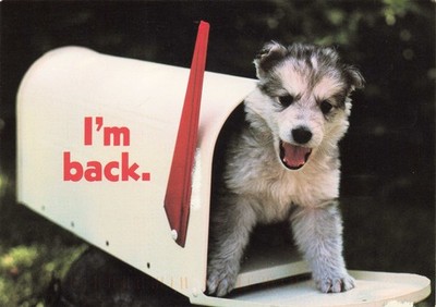 Im back Mailbox Cute Dog Puppy Husky Vintage Postcard