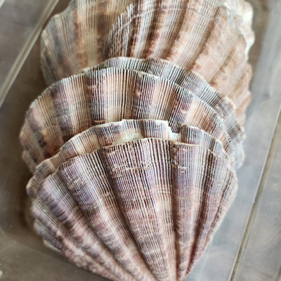 Lions Paw Scallop Seashell (5-6'') - Craft Shell - Wedding - Beach Decor - Beach