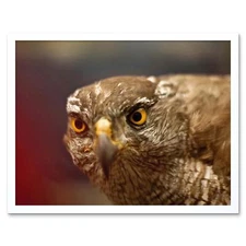 Falcon Bird Prey Face 12X16 Inch Framed Art Print