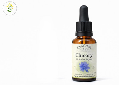 Chicory - Bach Flower Remedies