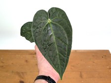 Anthurium Black Diamond - A. regale  A. luxurians 
