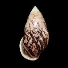 LAND SNAIL, SHELL - Amphidromus asperoides-NEW SPECIES 2024, 57.7MM