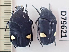 D79621. Insects, Beetles. Cetoniidae sp. Vietnam Central. Nice!!!!!