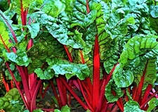  Ruby Red Swiss Chard Seeds NON-GMO  100+ SEEDS  --BUY 4 ITEMS FREE SHIPPING