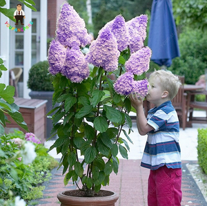 30 Pcs Seeds Bonsai Mixed Hydrangea Paniculata Vanilla Fraise Climbing Bonsai N Ebay