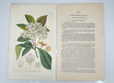 1837 Miss Drake Ridgway Botanical #1956 Stranvaesia Glaucescens Grey Leaved