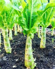 100+Chinese Lettuce Stem seeds asparagus Celttuce Celery Luttuce Woju Wosum USA