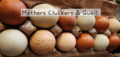 10+ Easter Egger Hatching Eggs Beautiful Rainbow Assortment 