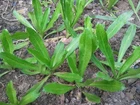 Thai Parsley,Packet of fresh Culantro Seed,ERYNGIUM FOETIDUM, fitweed,Stink weed