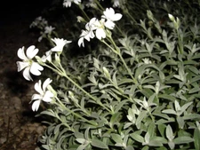 100 SEEDS - snow in summer SILVER CARPET white - GroCo BUY ANY 15 - SHIPS FREE