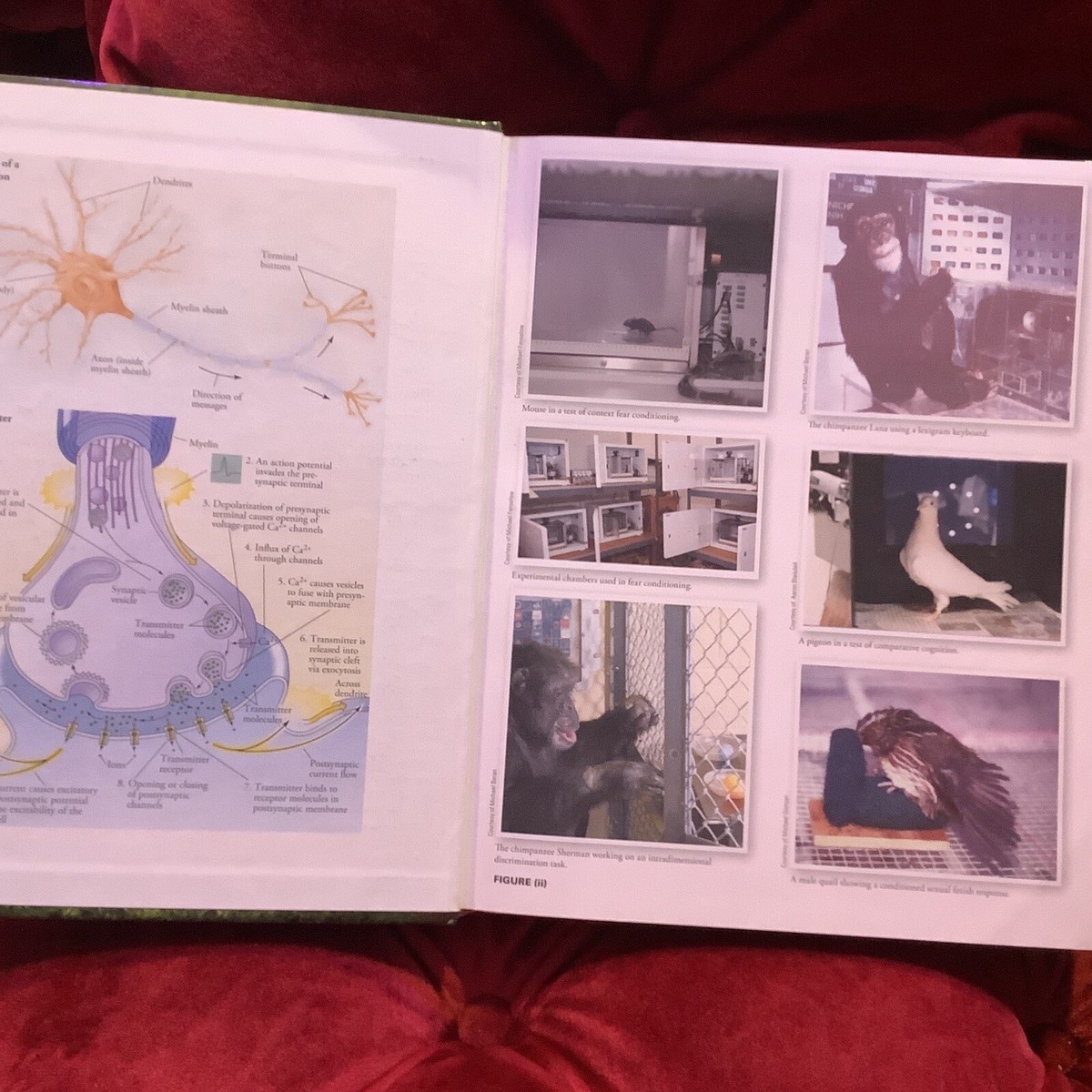The Principles of Learning and Behavior 9781285088563| eBay