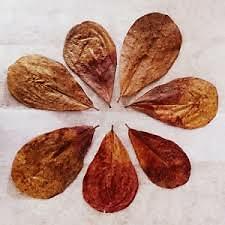 25pcs Catappa indian almond leaves ketapang leaf shrimp betta fish aquarium care - Picture 9 of 10
