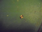VINTAGE AYH PIN AMERICAN YOUTH HOSTELS EXCELLENT 1930'S, 2 LGS SORORITY PINS '11 — photo 10