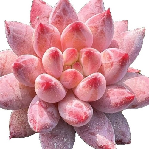 Agave titanota no.1 variegata | eBay