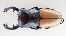 Odontolabis for collectors | large size | Collector's Secret