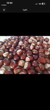 Horse Chestnut Tree Seeds/Nuts for Planting, Brown & Beige
