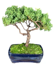 Juniper Bonsai Tree 13" H Outdoor Evergreen Trained Juniper Procumbens Nana
