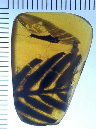 PERFEKT 🙂 Blatt Blätter Einschluss, klar riesig echt burmitisch gelb, 98myo - Bild 5 von 6