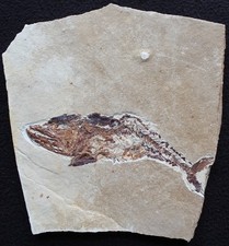 Viper Fish - Eurypholis 123 - Stomach Remains - Cretaceous Fossils Lebanon