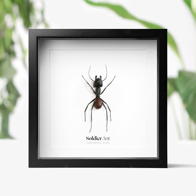 Riesiger Soldat Ameise Insekt Käfer Taxidermie Kastenrahmen Innenarchitektur Wohndeko