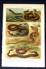 GIFTSCHLANGEN Klapperschlange Kreuzotter Korallenschlange Lithographie von 1894