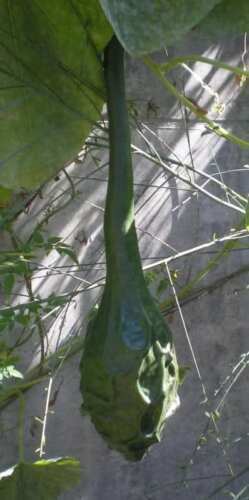 15 SEMILLAS DE CALABAZA DINOSAURIO + REGALO GRATIS + ENVIO GRATIS