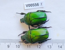 V00556. Insects, Beetles, Cetoniidae sp. North Vietnam, Ha Giang