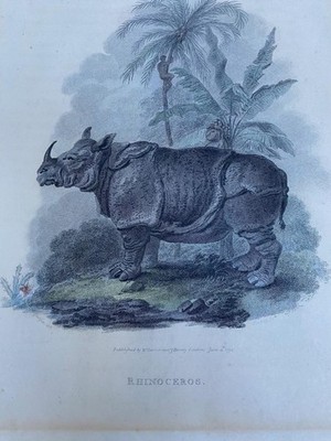 1794 handkoloriertes GRAVUR NASHORN WILDTIER von DARTON HARVEY & BELCH