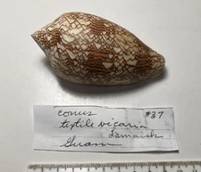 Conus Textile vicaria. Guam.   Good Shape. 95 mm
