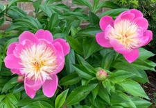 1 - BOWL OF BEAUTY PEONY Live Perennial Flower Root Bulb Plant * FALL  SHIPPING