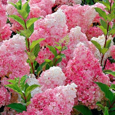 Vanilla Strawberry Hydrangea Plants