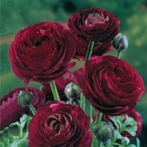 Deep Indigo Ranunculus RANUNCULUS DEEP PURPLE BULBS/CORMS GARDEN PERENNIAL SUMMER FLOWERING ...