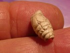 ANCIENT PYU SOLOMONS AGATE CONCH SHAPED AMULET BEAD 14.4-7.2 MM WELL WORN CHIPS — photo 3