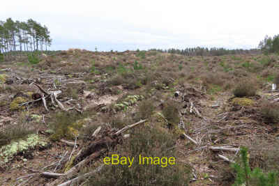 Foto 12x8 Eine Szene der Verwüstung Clodymoss Fällung der Bäume hier hat c2022