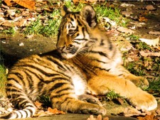 Tiger Cub Looking Left In A Forest Cute Cat Poster Print Paper OR Wall Vinyl