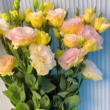 300 Mix Color seeds LISIANTHUS Prairie Gentian Eustoma flower seeds