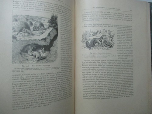 Henri Coupin "Les Animaux excentriques" illustré /Vuibert et Nony 1904 - Picture 9 of 11
