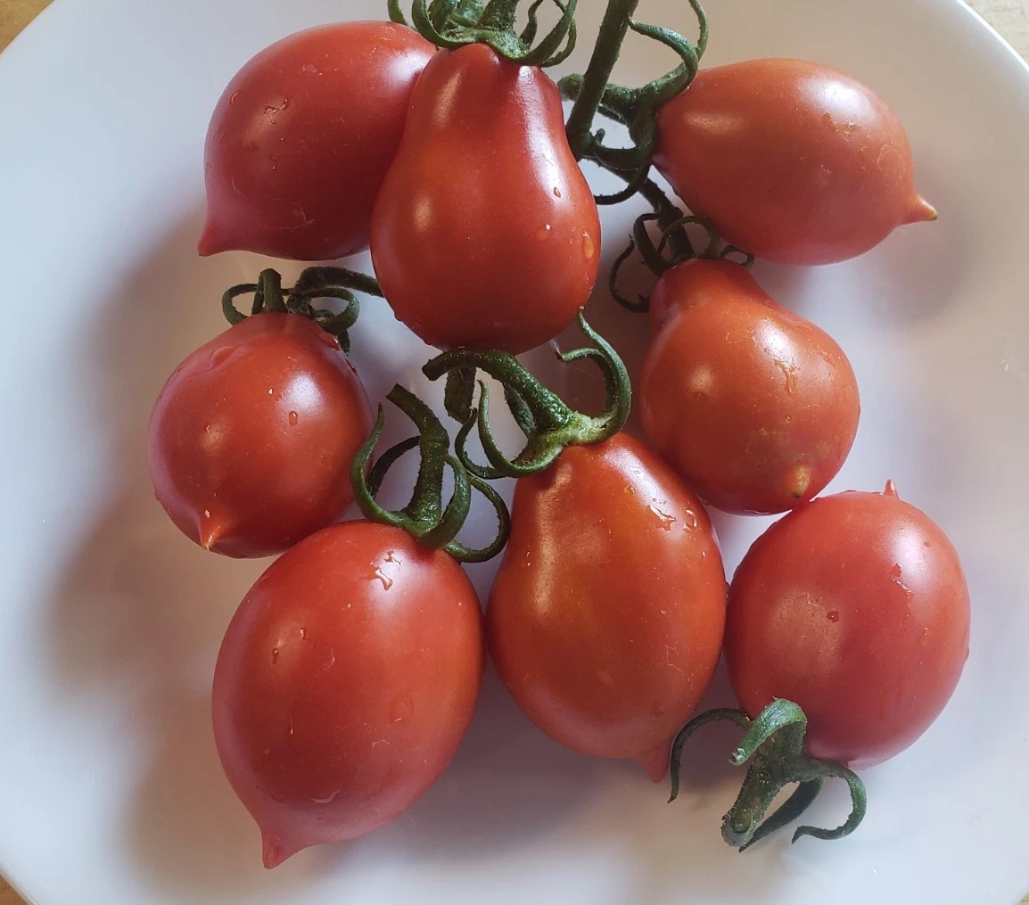 25+ Tomato Vegetable Seeds for sale | Updated Oct 2026