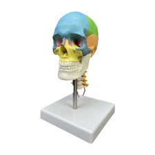 Modello di cranio umano con vertebre cervicali, modello anatomico educativo,
