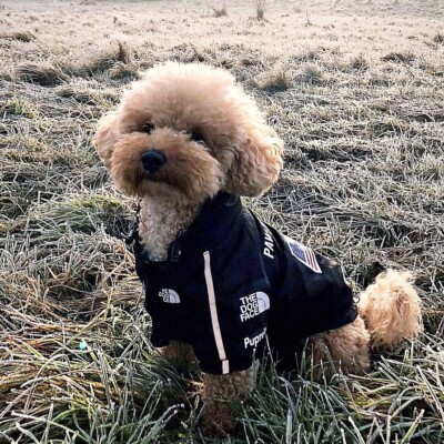 Dog Pawtex Raincoat for small dog Breeds-BLACK SIZE L NEW UK