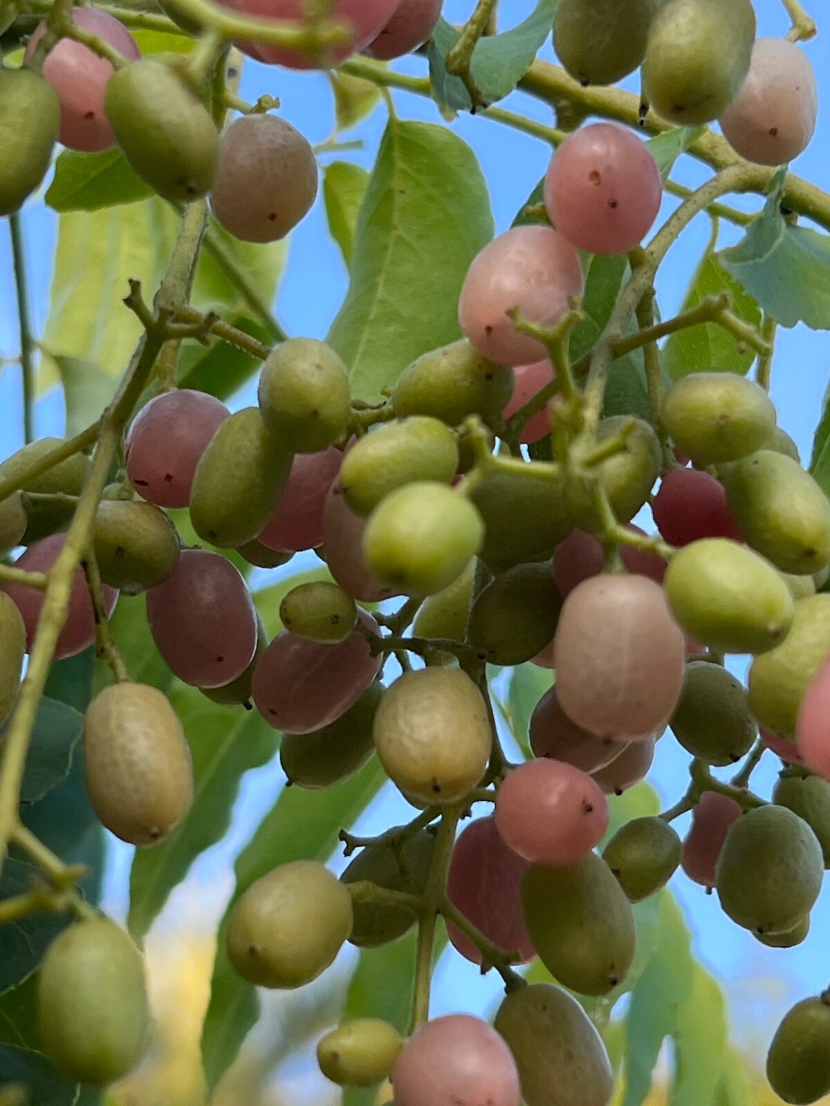 Pink Wampee Clausena excavata Potted Tree Plant eBay