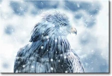 Hawk in Snow Picture on Stretched Canvas, Wall Art Décor, Ready to Hang