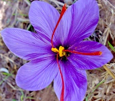 15+pcs Saffron Spice live plant seed Fresh harvest Grade A Rare seed pack USA