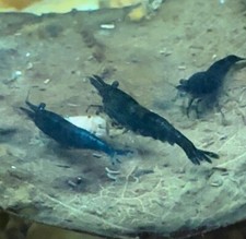 30 2 Blue Cherry Shrimp Neocaridina Juvenile Aquarium Shrimp Algae Eater