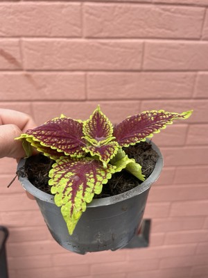 Buntnessel Wicked Witch Coleus Steckling mit Erdballen für Zimmer Balkon K.